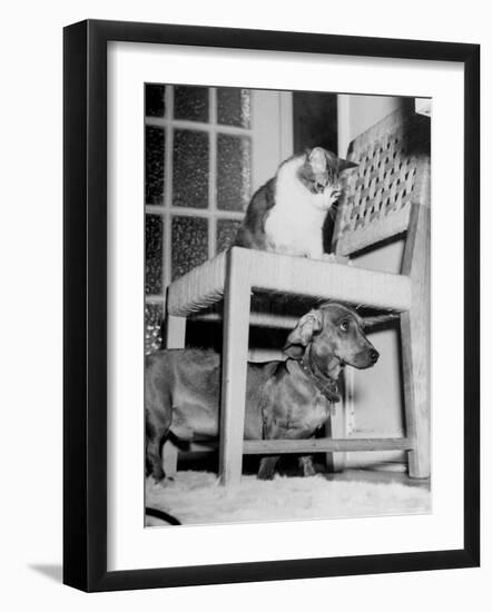 Rudy the Dachshund and Trudy the Cat Engaged in Hide and Seek Or "Pounce on the Dog"-Frank Scherschel-Framed Photographic Print