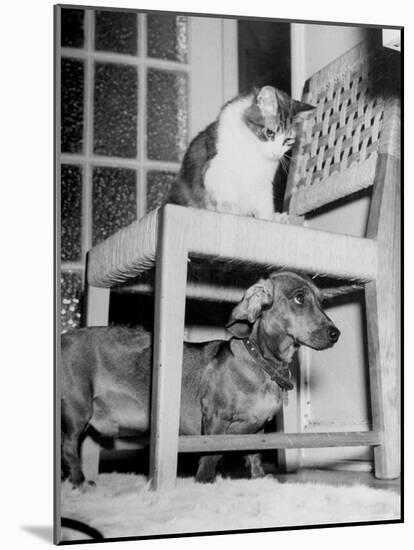 Rudy the Dachshund and Trudy the Cat Engaged in Hide and Seek Or "Pounce on the Dog"-Frank Scherschel-Mounted Photographic Print