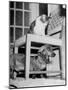 Rudy the Dachshund and Trudy the Cat Engaged in Hide and Seek Or "Pounce on the Dog"-Frank Scherschel-Mounted Photographic Print