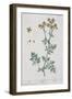 Rue, Plate 7 from "A Curious Herbal," Published 1782-Elizabeth Blackwell-Framed Giclee Print