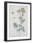 Rue, Plate 7 from "A Curious Herbal," Published 1782-Elizabeth Blackwell-Framed Giclee Print