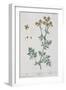 Rue, Plate 7 from "A Curious Herbal," Published 1782-Elizabeth Blackwell-Framed Giclee Print