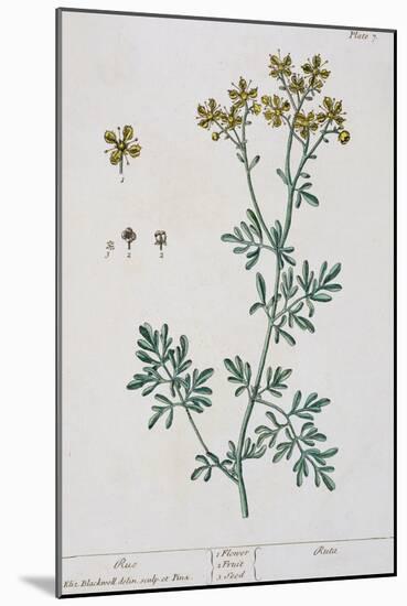 Rue, Plate 7 from "A Curious Herbal," Published 1782-Elizabeth Blackwell-Mounted Giclee Print