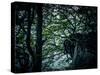 Rügen, cliff, trees, roots in the slope-Mandy Stegen-Stretched Canvas