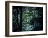 Rügen, cliff, trees, roots in the slope-Mandy Stegen-Framed Photographic Print