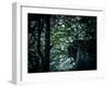 Rügen, cliff, trees, roots in the slope-Mandy Stegen-Framed Photographic Print