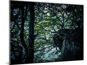 Rügen, cliff, trees, roots in the slope-Mandy Stegen-Mounted Photographic Print