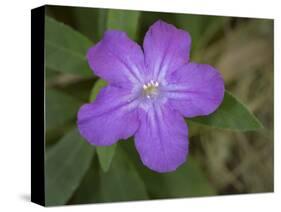 Ruellia, Ruellia carolinensis, Central Florida-Maresa Pryor-Stretched Canvas