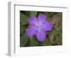 Ruellia, Ruellia carolinensis, Central Florida-Maresa Pryor-Framed Photographic Print