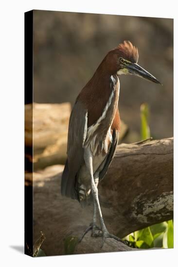 Rufescent Tiger Heron-Joe McDonald-Stretched Canvas