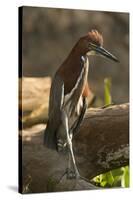 Rufescent Tiger Heron-Joe McDonald-Stretched Canvas