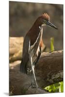 Rufescent Tiger Heron-Joe McDonald-Mounted Premium Photographic Print