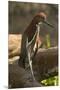 Rufescent Tiger Heron-Joe McDonald-Mounted Premium Photographic Print