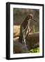 Rufescent Tiger Heron-Joe McDonald-Framed Photographic Print