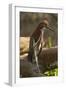 Rufescent Tiger Heron-Joe McDonald-Framed Photographic Print