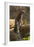 Rufescent Tiger Heron-Joe McDonald-Framed Photographic Print