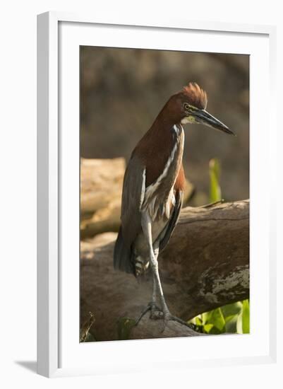 Rufescent Tiger Heron-Joe McDonald-Framed Photographic Print