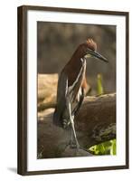 Rufescent Tiger Heron-Joe McDonald-Framed Photographic Print