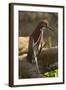 Rufescent Tiger Heron-Joe McDonald-Framed Photographic Print