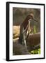 Rufescent Tiger Heron-Joe McDonald-Framed Photographic Print