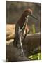Rufescent Tiger Heron-Joe McDonald-Mounted Photographic Print
