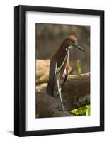 Rufescent Tiger Heron-Joe McDonald-Framed Photographic Print