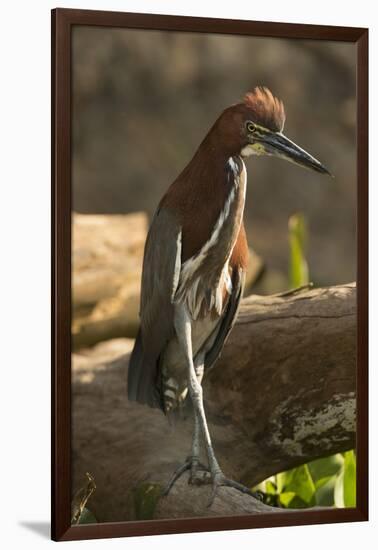 Rufescent Tiger Heron-Joe McDonald-Framed Photographic Print