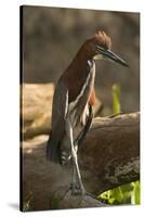 Rufescent Tiger Heron-Joe McDonald-Stretched Canvas