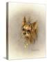 Ruff and Tuft-Peggy Harris-Stretched Canvas