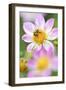 Ruff Dahlia, Dahlia X Hoard Sis 'Alps Diamond', with Honeybee, Apis Mellifera-Andreas Keil-Framed Photographic Print