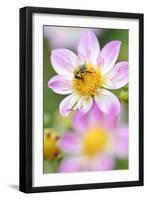 Ruff Dahlia, Dahlia X Hoard Sis 'Alps Diamond', with Honeybee, Apis Mellifera-Andreas Keil-Framed Photographic Print