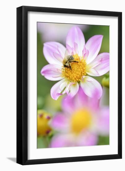 Ruff Dahlia, Dahlia X Hoard Sis 'Alps Diamond', with Honeybee, Apis Mellifera-Andreas Keil-Framed Photographic Print