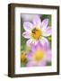 Ruff Dahlia, Dahlia X Hoard Sis 'Alps Diamond', with Honeybee, Apis Mellifera-Andreas Keil-Framed Photographic Print