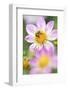 Ruff Dahlia, Dahlia X Hoard Sis 'Alps Diamond', with Honeybee, Apis Mellifera-Andreas Keil-Framed Photographic Print