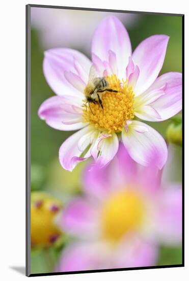 Ruff Dahlia, Dahlia X Hoard Sis 'Alps Diamond', with Honeybee, Apis Mellifera-Andreas Keil-Mounted Photographic Print