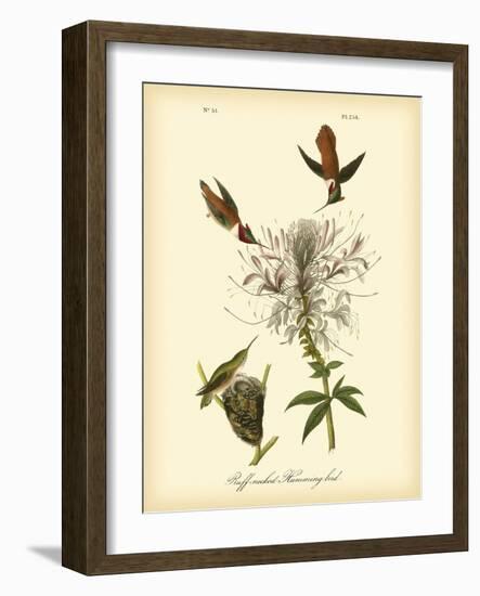 Ruff-neck Hummingbird-John James Audubon-Framed Art Print