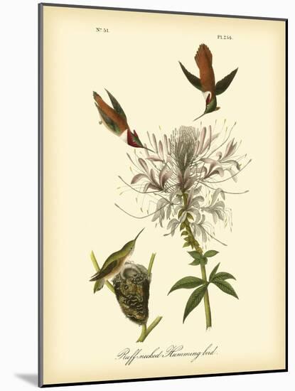 Ruff-neck Hummingbird-John James Audubon-Mounted Art Print