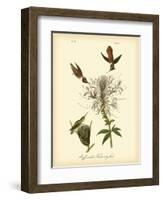 Ruff-neck Hummingbird-John James Audubon-Framed Art Print