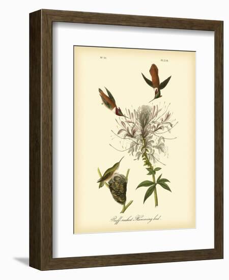 Ruff-neck Hummingbird-John James Audubon-Framed Art Print