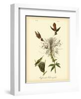 Ruff-neck Hummingbird-John James Audubon-Framed Art Print