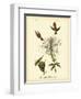 Ruff-neck Hummingbird-John James Audubon-Framed Art Print