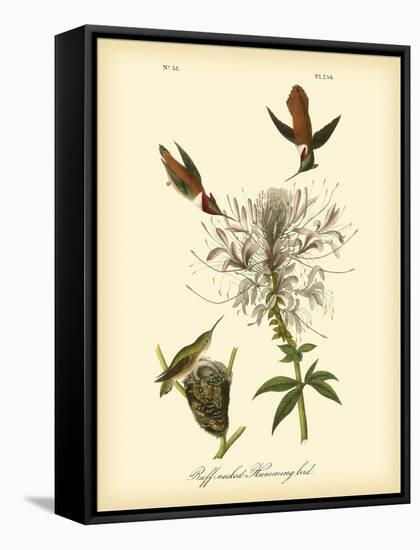 Ruff-neck Hummingbird-John James Audubon-Framed Stretched Canvas