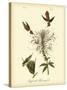 Ruff-neck Hummingbird-John James Audubon-Stretched Canvas