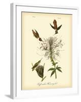 Ruff-neck Hummingbird-John James Audubon-Framed Art Print