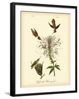 Ruff-neck Hummingbird-John James Audubon-Framed Art Print