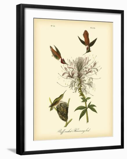 Ruff-neck Hummingbird-John James Audubon-Framed Art Print