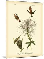 Ruff-neck Hummingbird-John James Audubon-Mounted Art Print