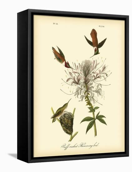 Ruff-neck Hummingbird-John James Audubon-Framed Stretched Canvas