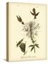 Ruff-neck Hummingbird-John James Audubon-Stretched Canvas