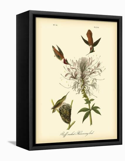 Ruff-neck Hummingbird-John James Audubon-Framed Stretched Canvas